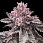 DNA Cake Feminized Marijuana Strain by DNA Genetics For Sale Online at Cannabis Seeds Outlet