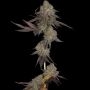 DNA Genetics DNA Cake Smoke Buds Weed Ganja Skunk Dope Pot Images Pics Nuggets
