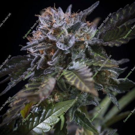 White Noise Feminized Marijuana Strain by Paradise Seeds For Sale Online at Cannabis Seeds Outlet