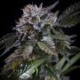 White Noise Feminized Marijuana Strain by Paradise Seeds For Sale Online at Cannabis Seeds Outlet