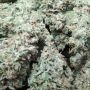White Noise Feminized by Paradise Seeds THC Content Potency Strength CBD Height Yield Flowering Time Indica Sativa Genetics