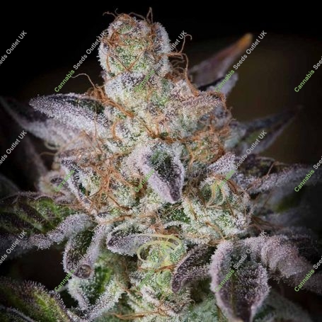Sweetopia Feminized Marijuana Strain by Paradise Seeds For Sale Online at Cannabis Seeds Outlet