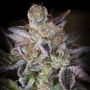 Sweetopia Feminized Marijuana Strain by Paradise Seeds For Sale Online at Cannabis Seeds Outlet