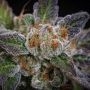 Paradise Seeds Sweetopia Smoke Buds Weed Ganja Skunk Dope Pot Images Pics Nuggets