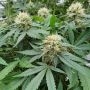 Paradise Seeds Stromboli Auto Smoke Buds Weed Ganja Skunk Dope Pot Images Pics Nuggets