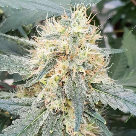 Stromboli Auto Feminized Marijuana Strain by Paradise Seeds For Sale Online at Cannabis Seeds Outlet