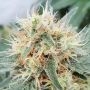 Stromboli Auto Feminized by Paradise Seeds THC Content Potency Strength CBD Height Yield Flowering Time Indica Sativa Genetics