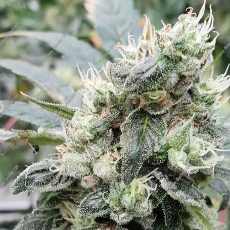 Lemonade Auto Feminized Marijuana Strain by Paradise Seeds For Sale Online at Cannabis Seeds Outlet