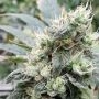 Lemonade Auto Feminized Marijuana Strain by Paradise Seeds For Sale Online at Cannabis Seeds Outlet