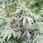 Paradise Seeds Lemonade Auto Smoke Buds Weed Ganja Skunk Dope Pot Images Pics Nuggets