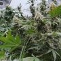 Lemonade Auto Feminized by Paradise Seeds THC Content Potency Strength CBD Height Yield Flowering Time Indica Sativa Genetics