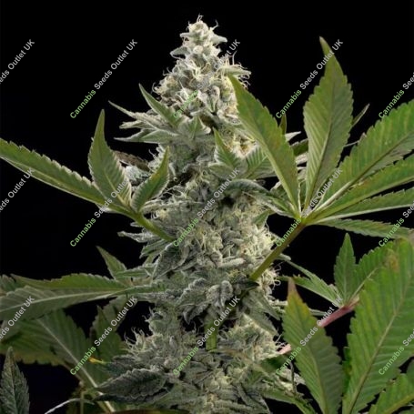 Glow Starz Feminized Marijuana Strain by Paradise Seeds For Sale Online at Cannabis Seeds Outlet