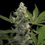 Glow Starz Feminized Marijuana Strain by Paradise Seeds For Sale Online at Cannabis Seeds Outlet