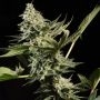Glow Starz Feminized by Paradise Seeds THC Content Potency Strength CBD Height Yield Flowering Time Indica Sativa Genetics