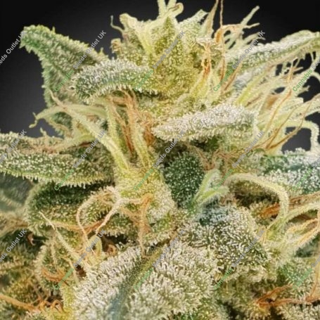 CBDrelief Feminized Marijuana Strain by Paradise Seeds For Sale Online at Cannabis Seeds Outlet