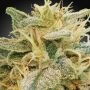 CBDrelief Feminized Marijuana Strain by Paradise Seeds For Sale Online at Cannabis Seeds Outlet
