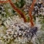 CBDrelief Feminized by Paradise Seeds THC Content Potency Strength CBD Height Yield Flowering Time Indica Sativa Genetics