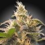 CBDenergy Feminized Marijuana Strain by Paradise Seeds For Sale Online at Cannabis Seeds Outlet
