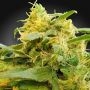 Paradise Seeds Cannabis Strain CBDivine Feminized Marijuana Seeds Original Collector Souvenir Authentic Packaging Packs