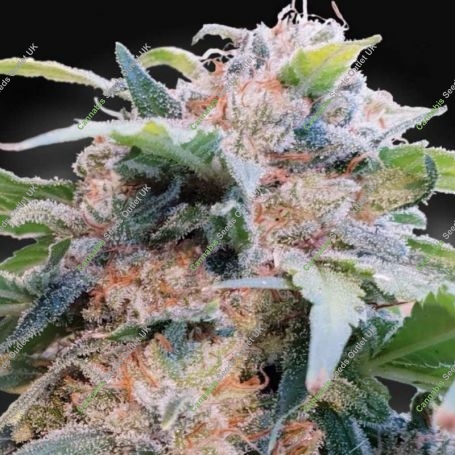 CBDream Feminized Marijuana Strain by Paradise Seeds For Sale Online at Cannabis Seeds Outlet