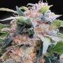 CBDream Feminized Marijuana Strain by Paradise Seeds For Sale Online at Cannabis Seeds Outlet