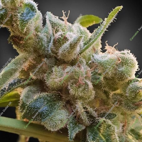 CBDrelax Feminized Marijuana Strain by Paradise Seeds For Sale Online at Cannabis Seeds Outlet