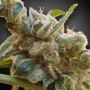 CBDrelax Feminized Marijuana Strain by Paradise Seeds For Sale Online at Cannabis Seeds Outlet