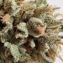 Paradise Seeds CBDrelax Smoke Buds Weed Ganja Skunk Dope Pot Images Pics Nuggets