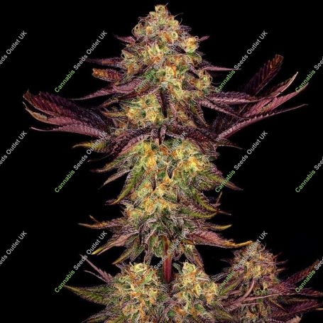 Tangerine Sorbet Feminized Marijuana Strain by Paradise Seeds For Sale Online at Cannabis Seeds Outlet