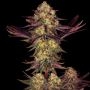 Tangerine Sorbet Feminized Marijuana Strain by Paradise Seeds For Sale Online at Cannabis Seeds Outlet