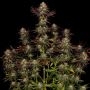 Paradise Seeds Tangerine Sorbet Smoke Buds Weed Ganja Skunk Dope Pot Images Pics Nuggets