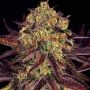 Tangerine Sorbet Feminized by Paradise Seeds THC Content Potency Strength CBD Height Yield Flowering Time Indica Sativa Genetics