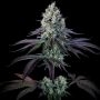 Paradise Seeds Purple Mints Smoke Buds Weed Ganja Skunk Dope Pot Images Pics Nuggets