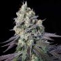 Purple Mints Feminized by Paradise Seeds THC Content Potency Strength CBD Height Yield Flowering Time Indica Sativa Genetics