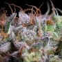 Purple Mints Feminized Marijuana Seeds by Paradise Seeds Buy Online Cheap Discounted Feminised Female Cannabis Seeds Special Off
