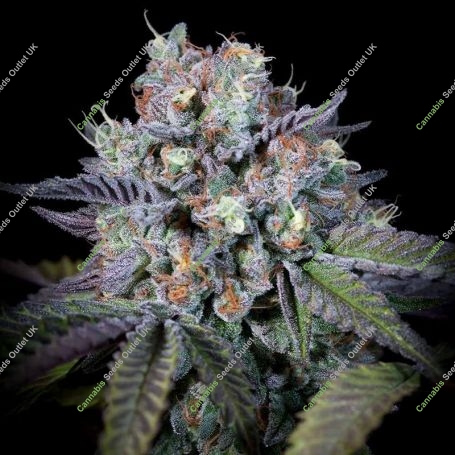 Purple Mints Feminized Marijuana Strain by Paradise Seeds For Sale Online at Cannabis Seeds Outlet