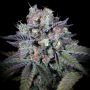 Purple Mints Feminized Marijuana Strain by Paradise Seeds For Sale Online at Cannabis Seeds Outlet