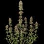 Paradise Seeds Apricot Candy Smoke Buds Weed Ganja Skunk Dope Pot Images Pics Nuggets
