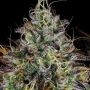 Apricot Candy Feminized by Paradise Seeds THC Content Potency Strength CBD Height Yield Flowering Time Indica Sativa Genetics