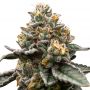 Super Silver Haze Female Outlet Cannabis Seeds