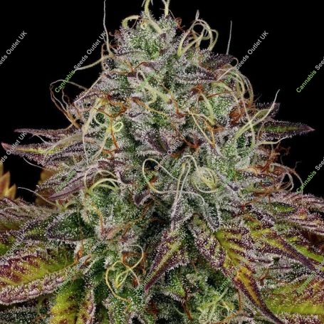 Apricot Candy Feminized Marijuana Strain by Paradise Seeds For Sale Online at Cannabis Seeds Outlet