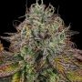 Apricot Candy Feminized Marijuana Strain by Paradise Seeds For Sale Online at Cannabis Seeds Outlet