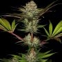 Paradise Seeds Chocolate Wafflez Smoke Buds Weed Ganja Skunk Dope Pot Images Pics Nuggets