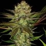 Chocolate Wafflez Feminized by Paradise Seeds THC Content Potency Strength CBD Height Yield Flowering Time Indica Sativa Genetic