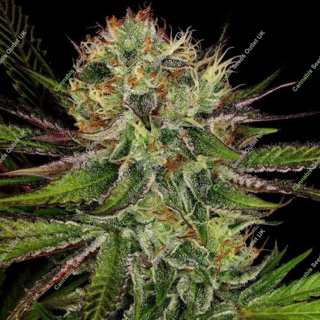 Chocolate Wafflez Feminized Marijuana Strain by Paradise Seeds For Sale Online at Cannabis Seeds Outlet