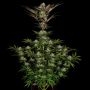 Chocolate Wafflez Feminized Marijuana Seeds by Paradise Seeds Buy Online Cheap Discounted Feminised Female Cannabis Seeds Specia