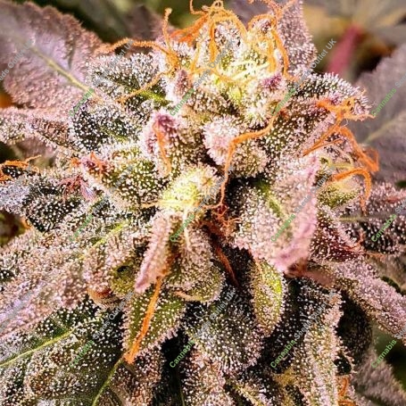 Pancakes S1 Feminized Marijuana Strain by Holy Smoke Seeds For Sale Online at Cannabis Seeds Outlet