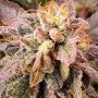 Pancakes S1 Feminized Marijuana Strain by Holy Smoke Seeds For Sale Online at Cannabis Seeds Outlet