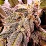 Holy Smoke Seeds Pancakes S1 Smoke Buds Weed Ganja Skunk Dope Pot Images Pics Nuggets