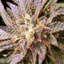 Pancakes S1 Feminized by Holy Smoke Seeds THC Content Potency Strength CBD Height Yield Flowering Time Indica Sativa Genetics